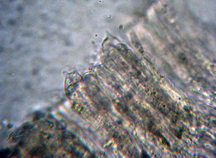 Forse � un ascomicete...(cfr. Lachnella sp.)